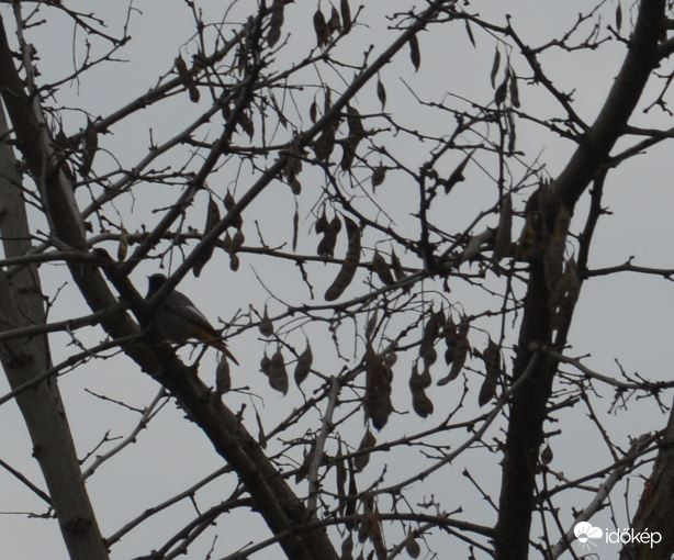 Rozsdafarkú a magasban 1