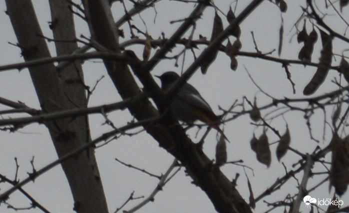 Rozsdafarkú a magasban 2