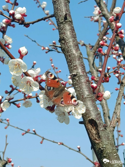 Visszavonhatatlanul itt a tavasz