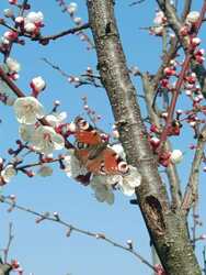 Visszavonhatatlanul itt a tavasz