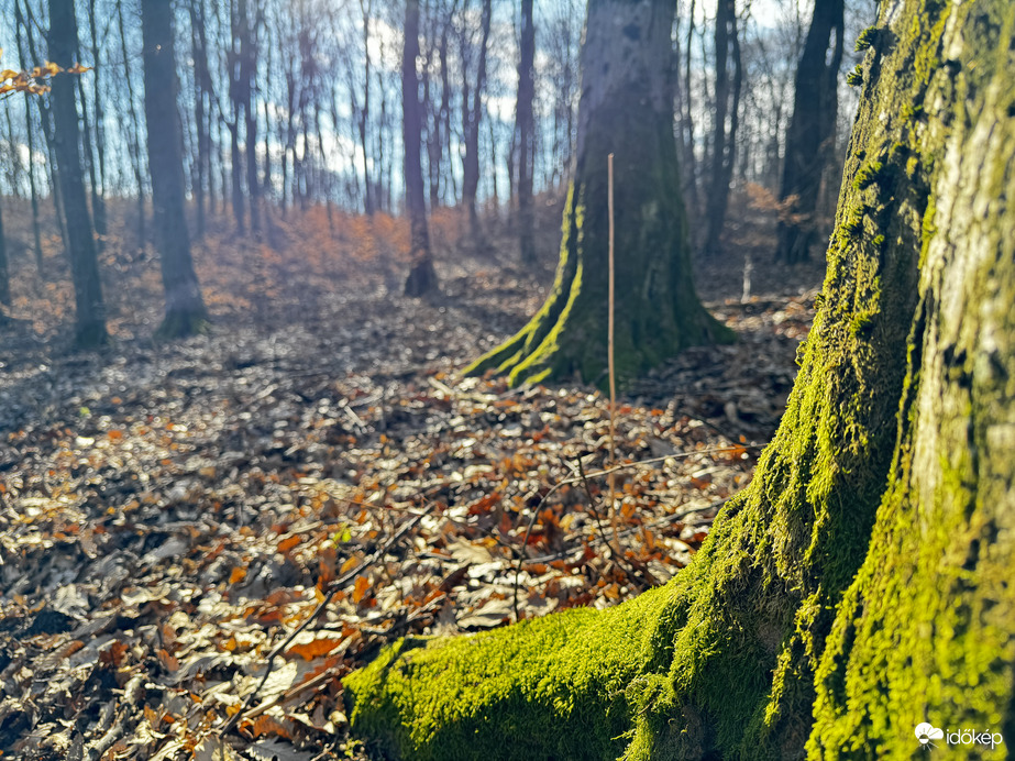 Zöldellő talpak