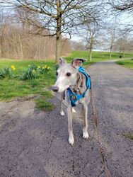 Megyünk mókusokat lesni