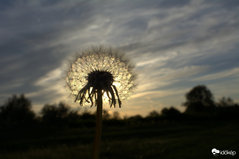 Tavaly május 9.-én sokaknak tetszett