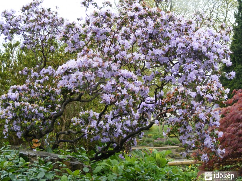 a botanikus kertben már igazi tavasz van