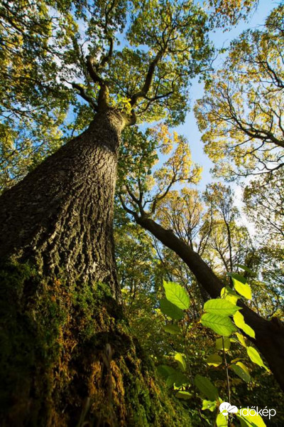 egy fa a sok közül