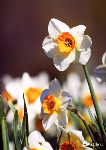 nárciszok