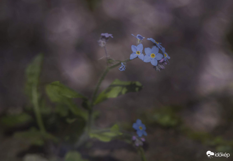 Kék nefelejcs engem soha el ne felejts
