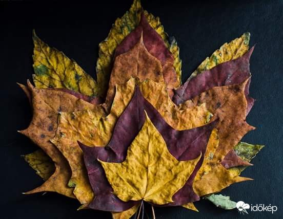 Őszi levél csendélet