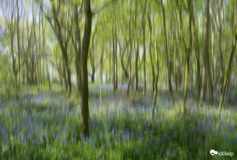 Sejtelmes erdőrészlet kék harangvirágokkal