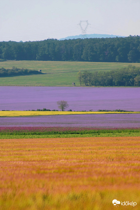 Szinkavalkád 