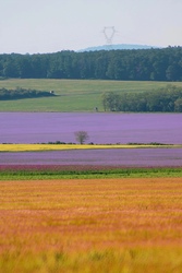 Szinkavalkád 