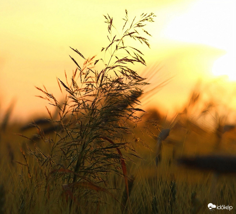 Esti fényben 