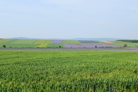 Természetbe szőnyegek 