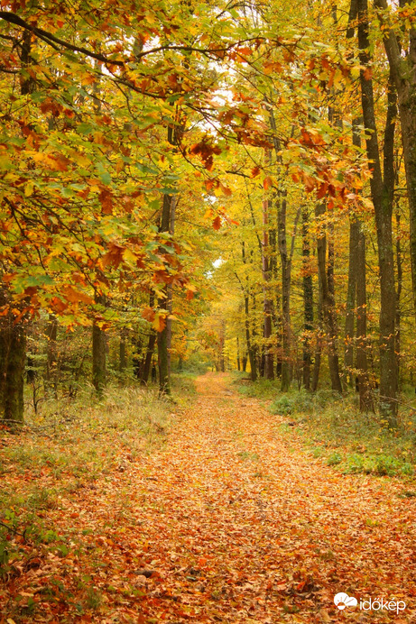 Őszi 