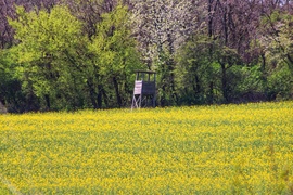 Repcès