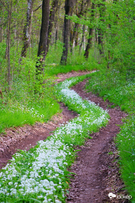 Út amin a tavasz járt 