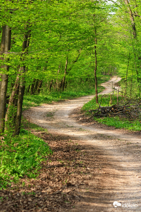 Út erdőn 