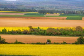 Vetések 