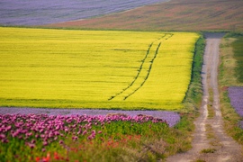 Szinkavalkád 