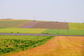 Szőnyegek 
