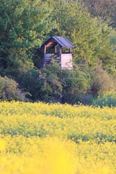 Repcès 
