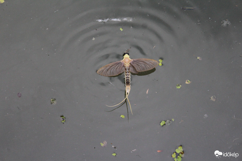 Tiszavirágzás Mindszentnél III.