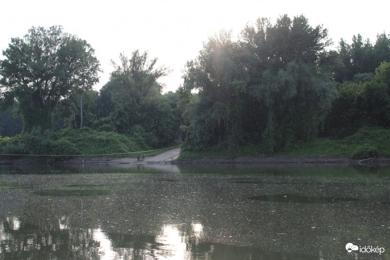 Tiszavirágzás Mindszentnél II.