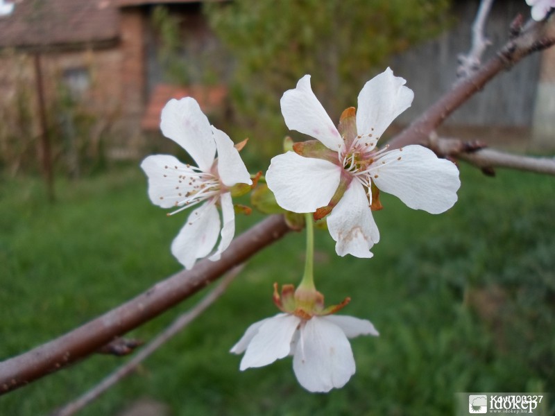 Cseresznyevirágzás szeptember végén