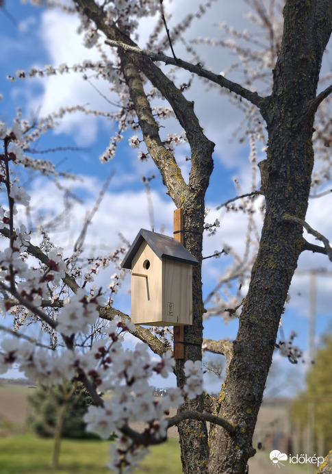 Tavaszi madáretető