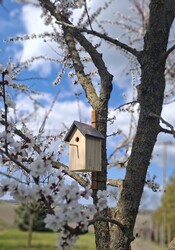 Tavaszi madáretető