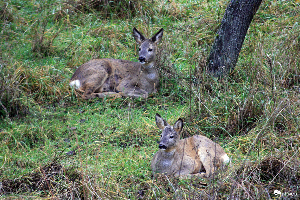 Visszatérő vendégeink Arácson