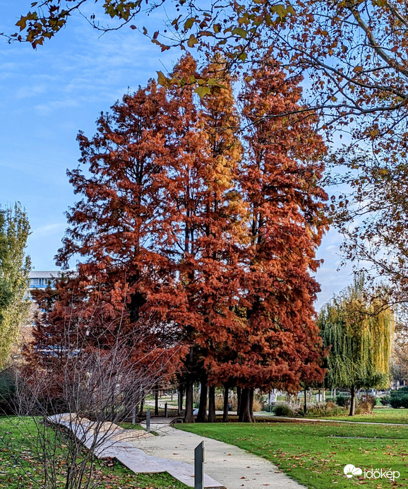 Mocsári ciprus