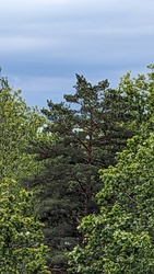 kronikas fotója