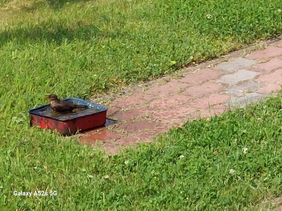 Pomáz