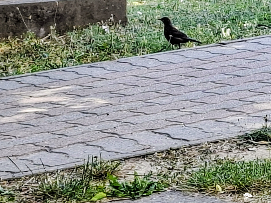 Tamási
