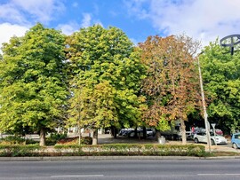 Tamási
