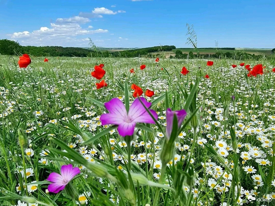 Pomáz