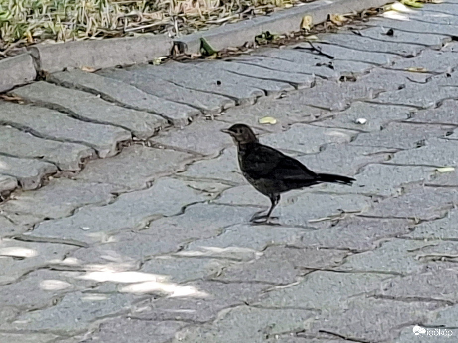 Tamási
