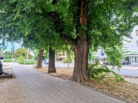 Tamási