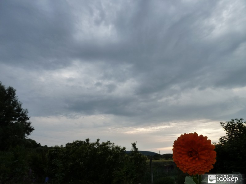 Szár