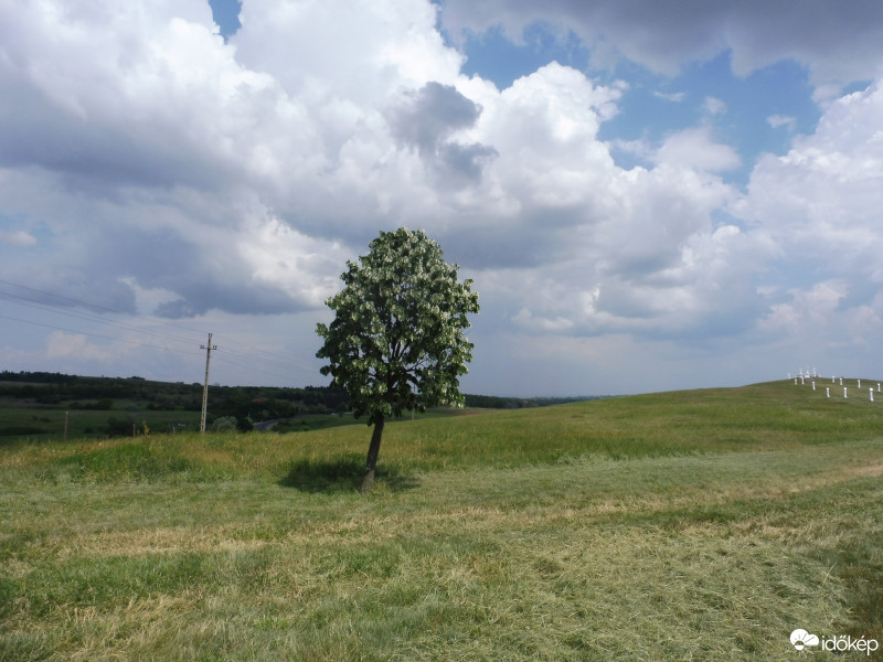 Szár