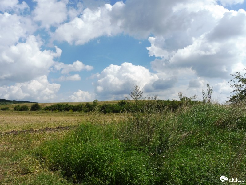 Szár