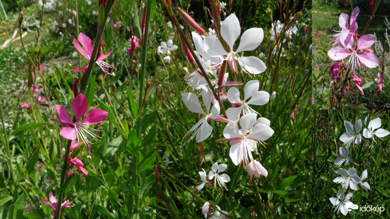Kecses virág pillangók (gaura)