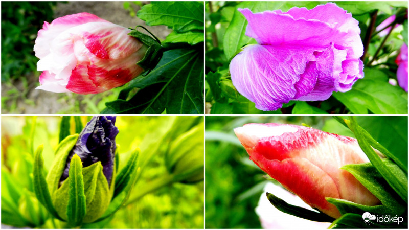 Hibiszkusz bimbók