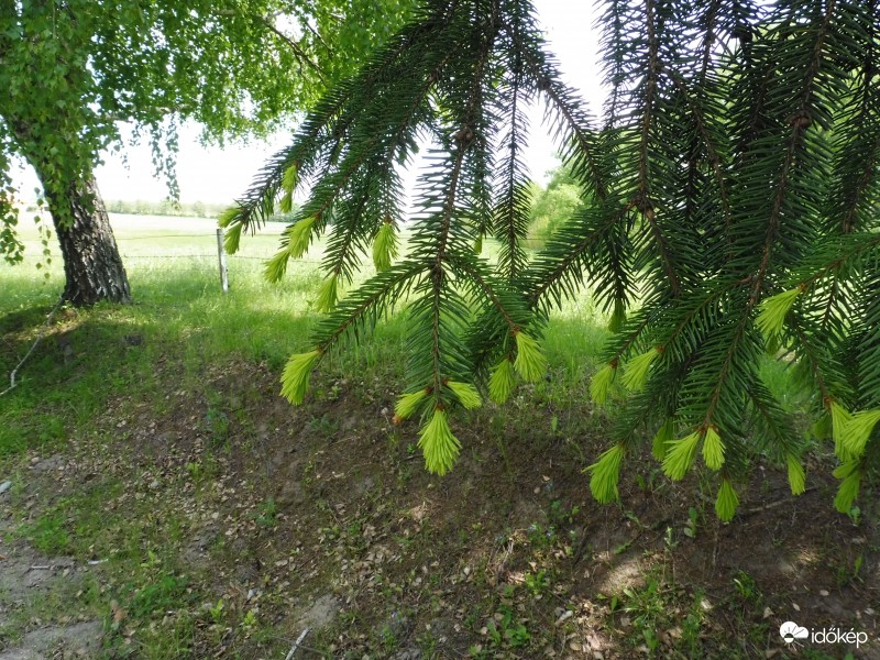 kibújtak a hajtások