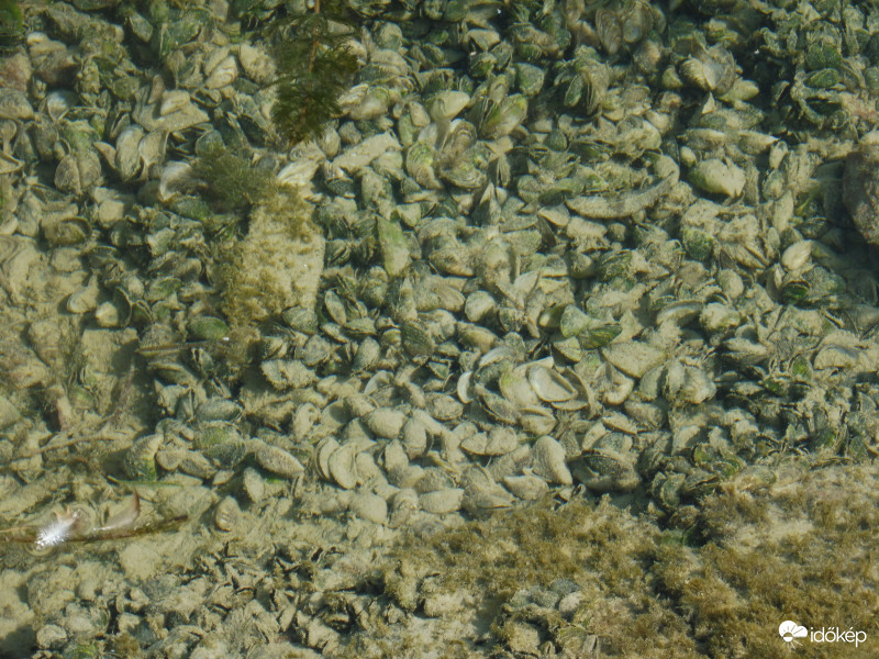 Tiszta, átlátszó a Balaton vize, benne a kagylók