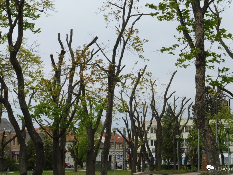 Újra éledő fák