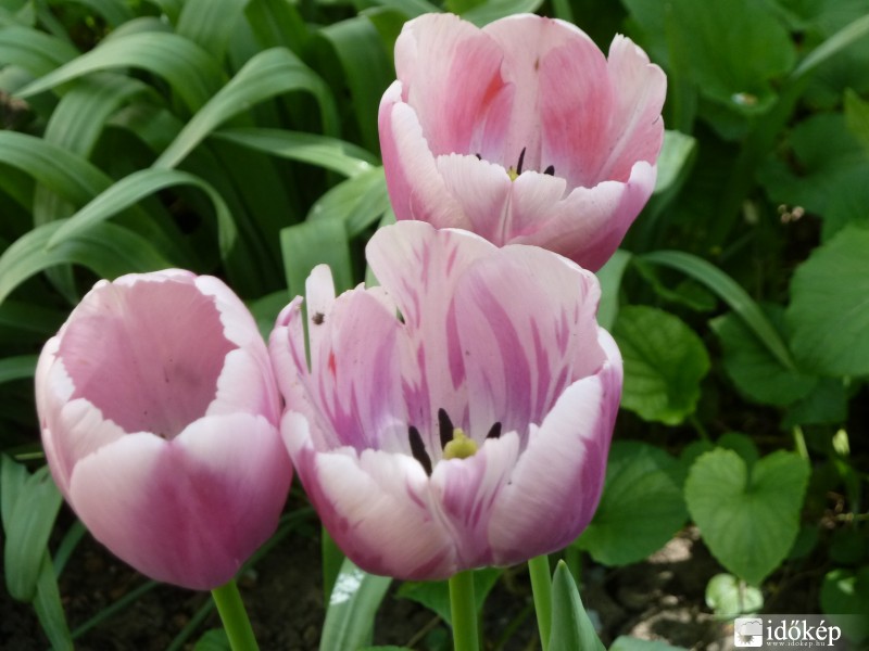 tulipánok
