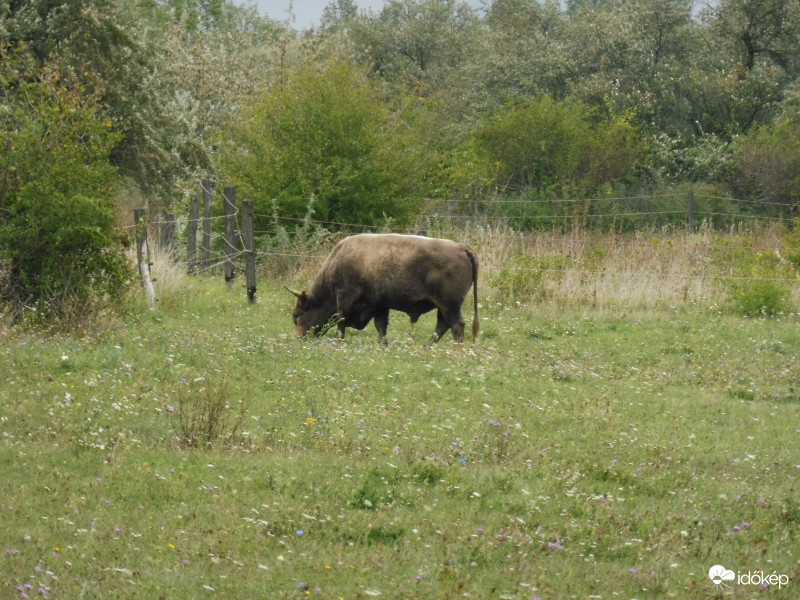 Akin nem fog az idő vasfoga