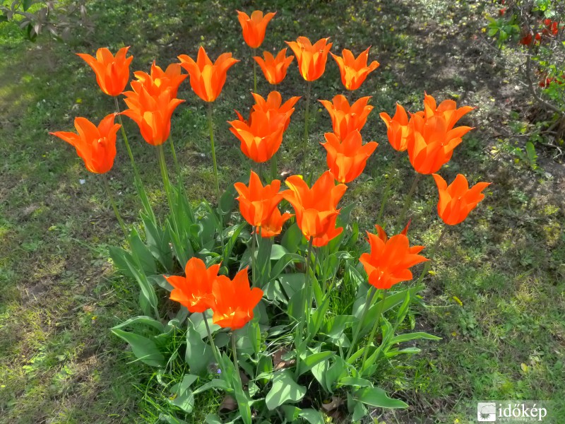 tulipánok